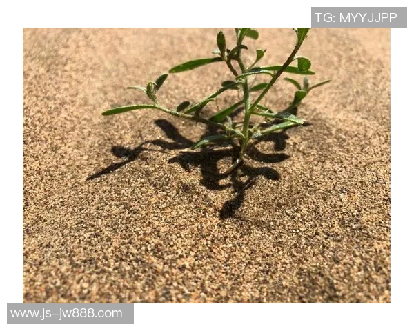 探索极限运动的边界：刘军的挑战与坚持之路